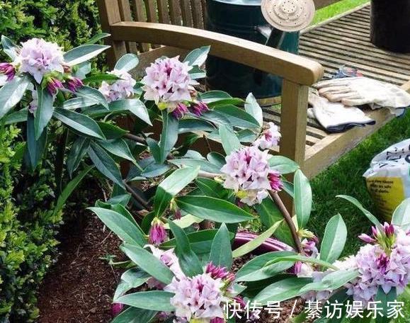 养花|养月季、茉莉不如盆栽金边瑞香,花期长、花朵多,花开满屋飘香