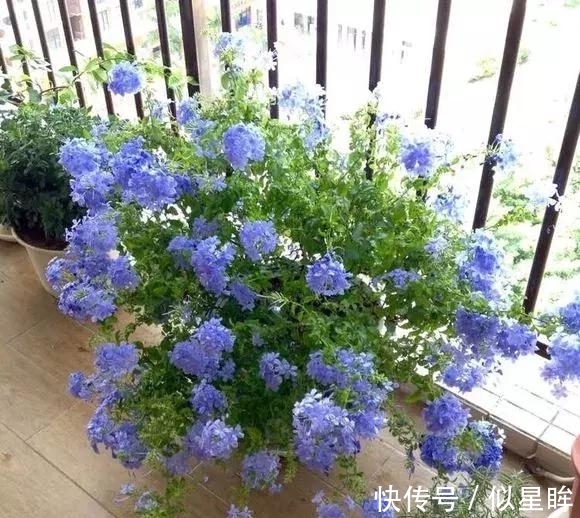 蓝雪|2种花不怕热，越热越开花，一开200多天，现在种1个月就开爆！