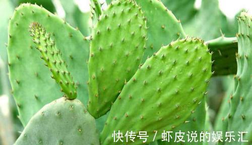 养花试试这几款,色彩丰富多彩,在阳光下闪闪发光