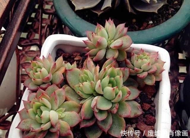 浇水|最容易养爆盆的5种多肉,一不小心就霸占了阳台!
