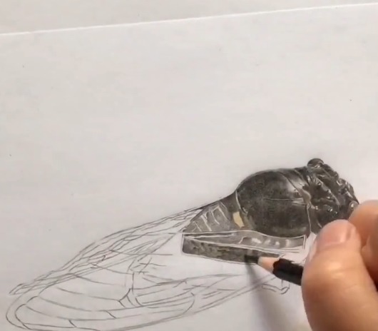 手绘!美术生手绘知了,成品很有料,而画纸裁剪后:抓住,不然飞走了