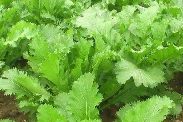 化瘀散结|有甲状腺结节的人,常吃4种食物,化瘀散结,预防甲状腺疾病