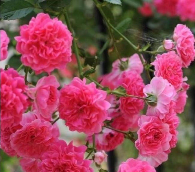 最有仙气的3种花,家里养一盆,开花漂亮花期长,谁养谁喜欢