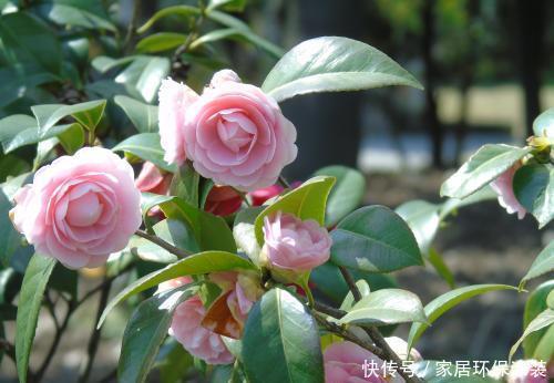 金边瑞香|4种耐寒花,现在养一盆正当时,大雪天也冻不死,花照样呼呼开!