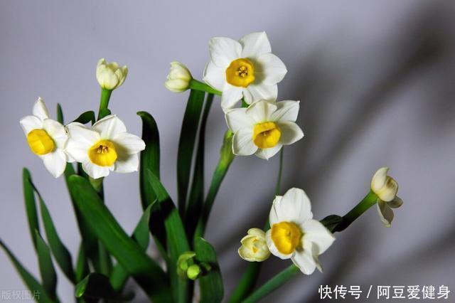 “一次性的”4种花,开完别再浪费时间精力养,不划算