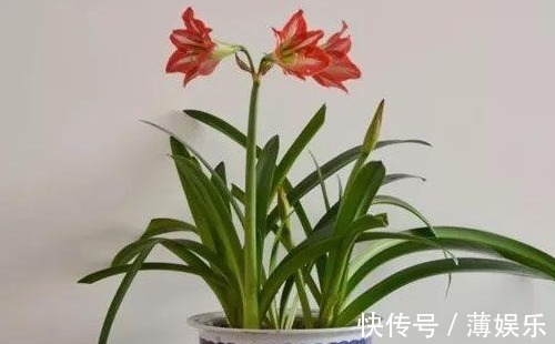 栽种|朱顶红光长叶子不开花,做好6点,轻松开爆盆!