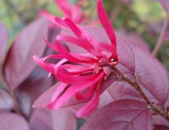 红花海|养花就养“4月红”,一盆赛10盆,花多、颜色亮,一开就是红花