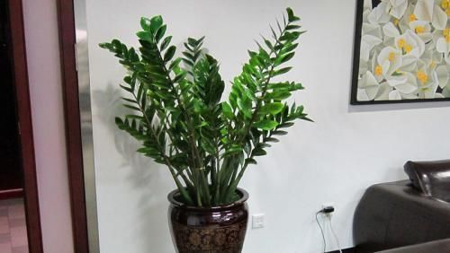 客厅养花选它,大气上档次,叶片油绿,空气清新,你养了几种