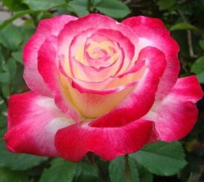 3种花很漂亮，好养易活能爆盆，花香四溢飘满屋，美爆了