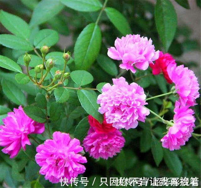 光照|这种花人称“俏皇后”,爆炸式开花,香气浓郁,1年能开300天