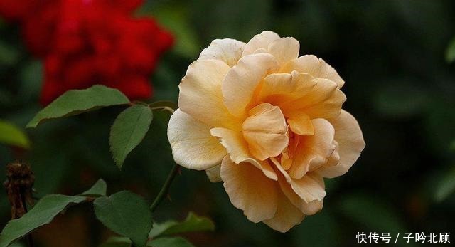 养月季花3个妙招,开花繁密蹿新枝叶,效果好现在时机正好!