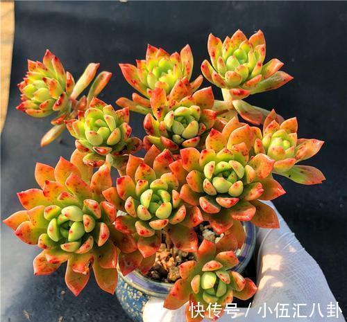 观音莲|适合新手养的“6种多肉”,耐热又不怕冷,养成老桩,又美又霸气