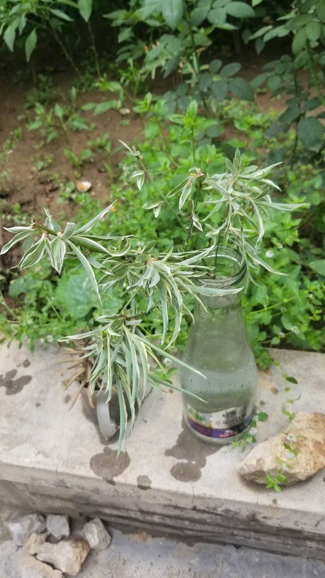 花友们|养花一定要会养根，根系长得壮，植物才有精神
