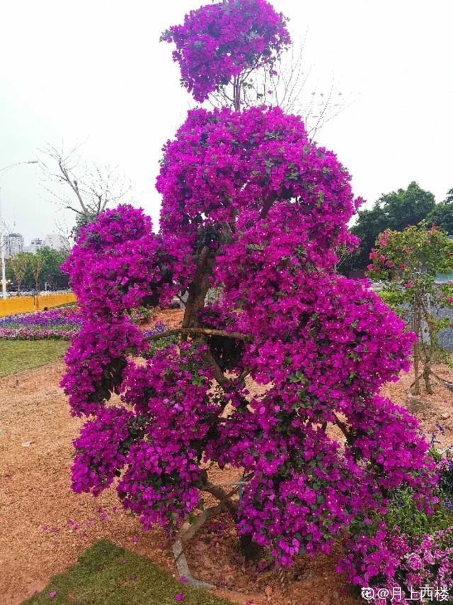 盆景家里养盆松，代代出富翁，镇宅守家福气旺