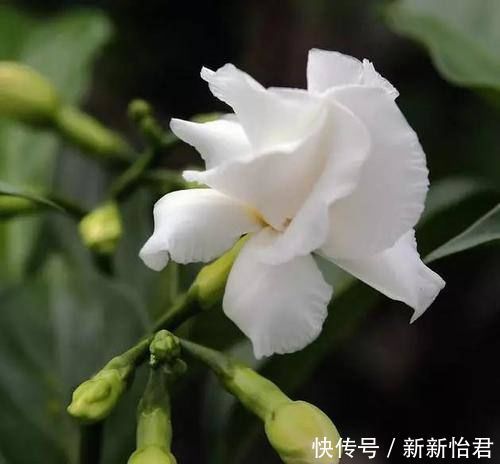 茉莉花|这个花你见过吗?虽然名字不好听,但是非常好看