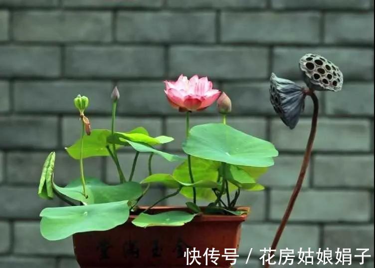 养分|葳蕤俏丽如碗莲，为何只长叶不开花？为你揭开8个不开花的原因