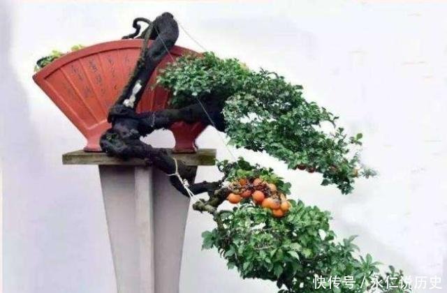 1种盆景,人称老桩金弹子,养越久越贵,都当传家宝养,我就养了