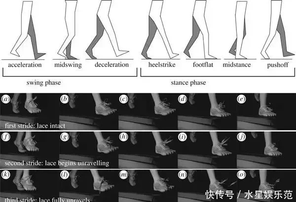 作用力|鞋带为什么总松开?终于有答案了!真不怪你没系紧