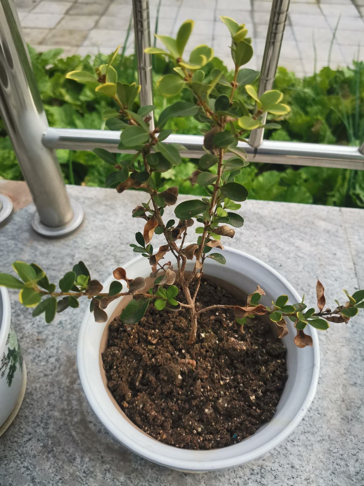 5种花现在别换盆，掉花落叶没商量，一不小心只剩光盆