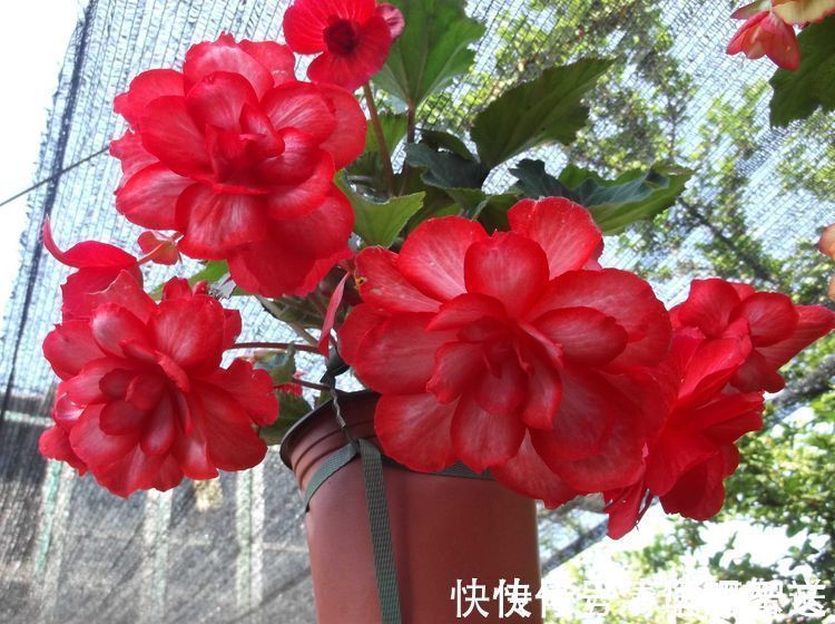 重瓣矮牵牛|这些花朵超好养,不管也爆盆,放在家里,你也能拥有一片花海