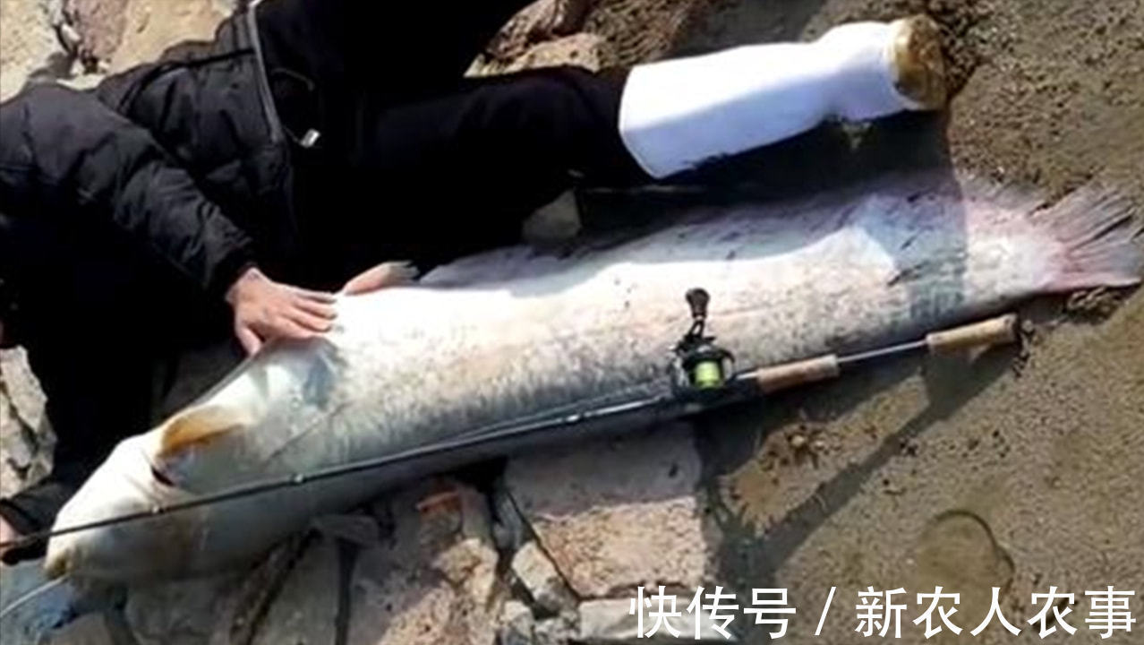 垂钓高光时刻，湖北男子野钓收获巨型鲶鱼，直接躺在地上当参照物