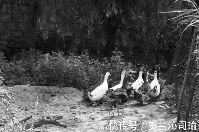 战斗片|儿时农村看电影的苦涩记忆