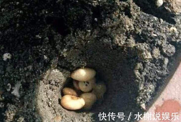 养花|家里的“垃圾”不要扔,教你自制3种肥料,不花钱也能养爆盆