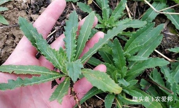 满身|农村一种满身是刺的野草,随处可见也不值钱,在城里却是稀罕货!