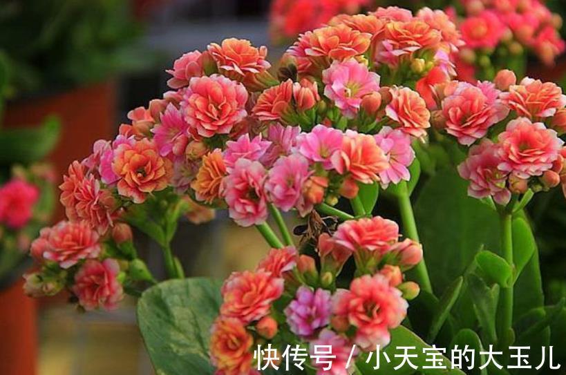 想要长寿花花苞多?家里2种垃圾不要丢,掺在盆里开花爆盆
