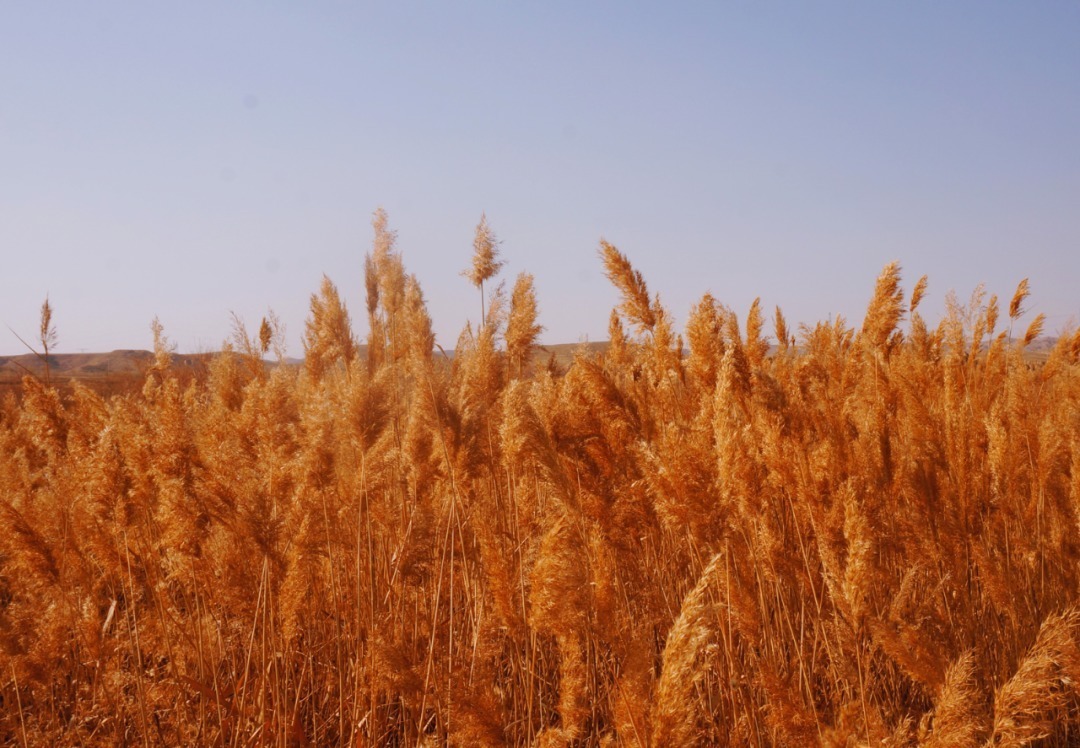 脚踏|一路银川,水洞沟遗址脚踏黄土来,机关四起藏兵洞