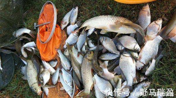 技巧|不要说肥水塘难钓,老钓友教你肥水塘垂钓技巧,连竿钓鱼不在话下