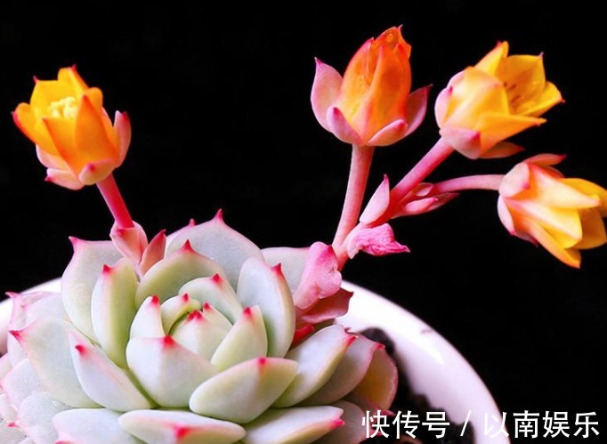 技巧|多肉植物夏天很难养只需要掌握3个技巧,夏天多肉一样生命旺盛