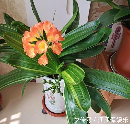 君子兰不开花,却不知道问题在哪老花匠这些地方有讲究