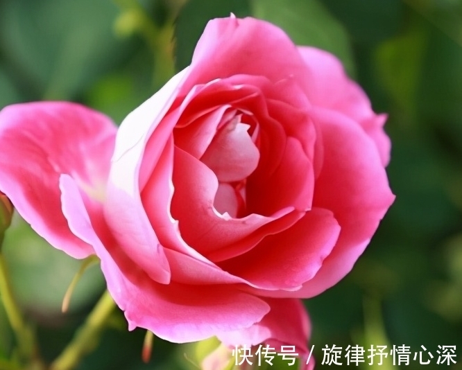 10种冬天会休眠的花,别急着扔了