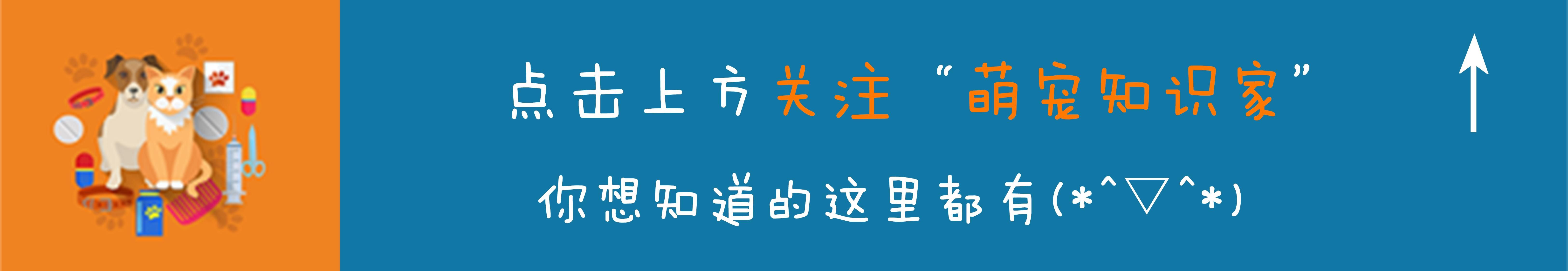 狗狗患膀胱炎的症状 易患病的犬种和狗龄是什么