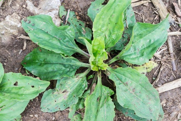 乳腺炎|农村喂猪的野菜,可治痛经,防治疾病,防乳腺炎,你认识吗