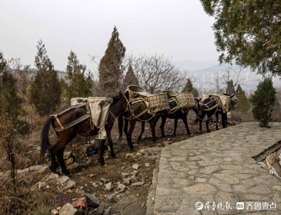 齐鲁壹点|山间铃响马帮来！情报员景区游玩偶遇骡马运沙，这场景你见过吗？