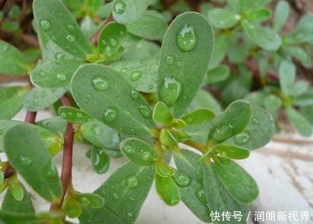 肠黄|老兽医60种常见中草药“一药一功效”汇总,建议养鸡人看看