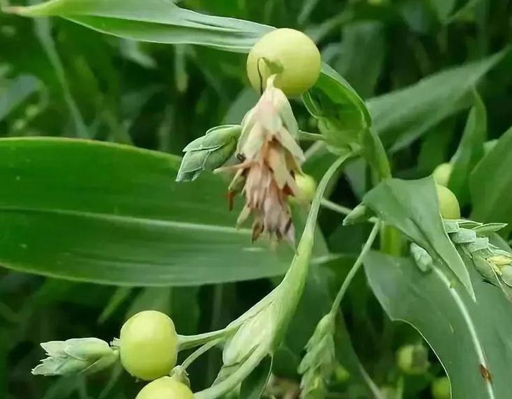 玩具|农村称“万佛珠”,小时候当玩具,殊不知价值珍贵,若遇见请重视