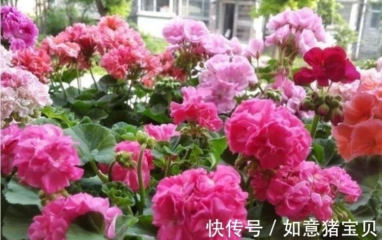 适应性|家里养这几款花卉,娇小不占地,便宜又好养,10元2盆