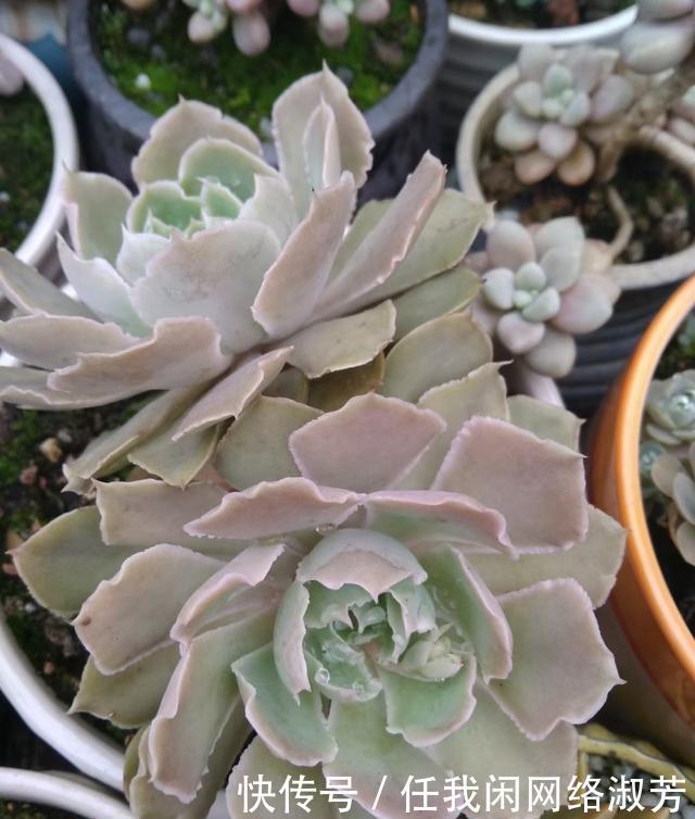 养多肉,不讲究,风风雨雨,依然安好