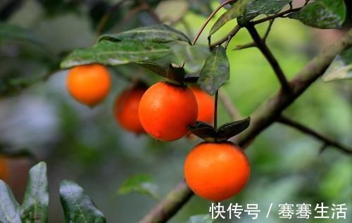 枝条|老鸦柿和金弹子不一样，做好修剪蟠扎，造型漂亮挂果多，比金弹子还要好看