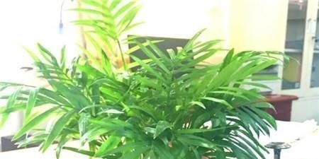 客厅2个地方,千万别养花,不能忽视,养了也尽快搬走