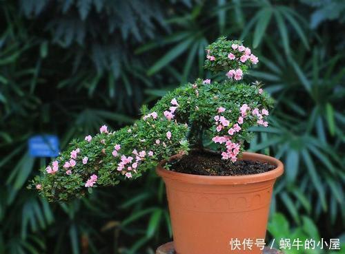 养花|花养不好不是太懒，而是方法错误，这几个坑你知道吗