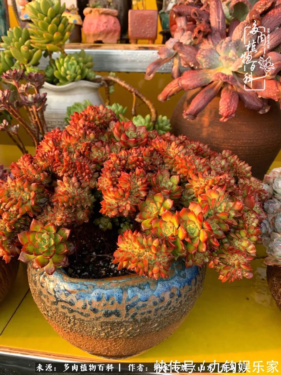 多肉住进暖棚,坦然越冬,放肆浇水,这个冬天有点甜!