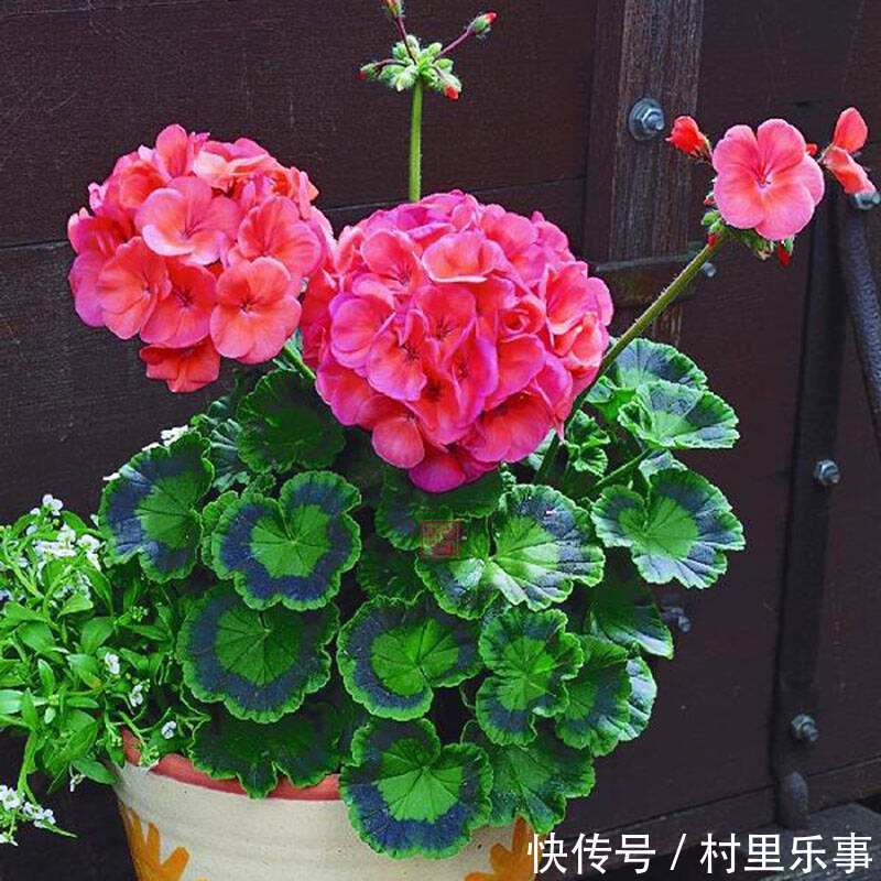 天竺葵的叶子太密,如何给天竺葵修剪叶子