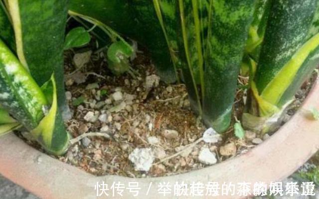 虎皮兰2年不“窜芽”，因为你没有“扒土”，你一个月扒一次试试