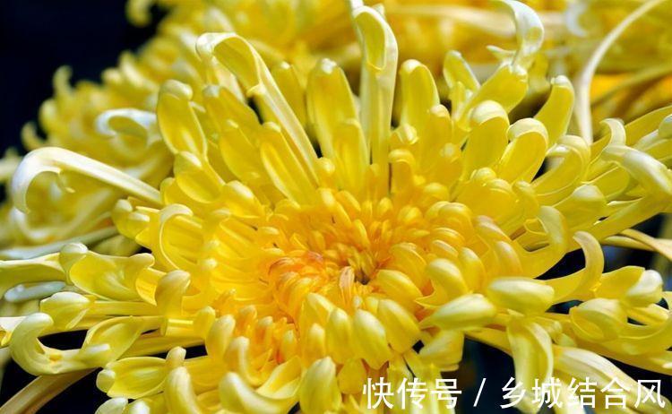 九月二十九霜降后,养什么花?以下3种花,龙门精神红红火火