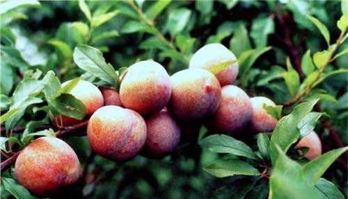 对身体很好的食物，平时常吃一些，健脑益智，滋阴明目，滋补身体