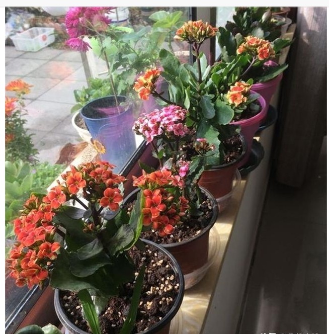 长寿花养了3年才开花牢记1个技巧,二茬花开爆满盆